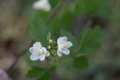 Cardiospermum canescens